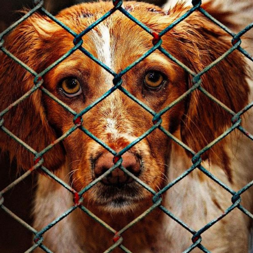 SPA : les abandons d'animaux en hausse dans les Hauts-de-France